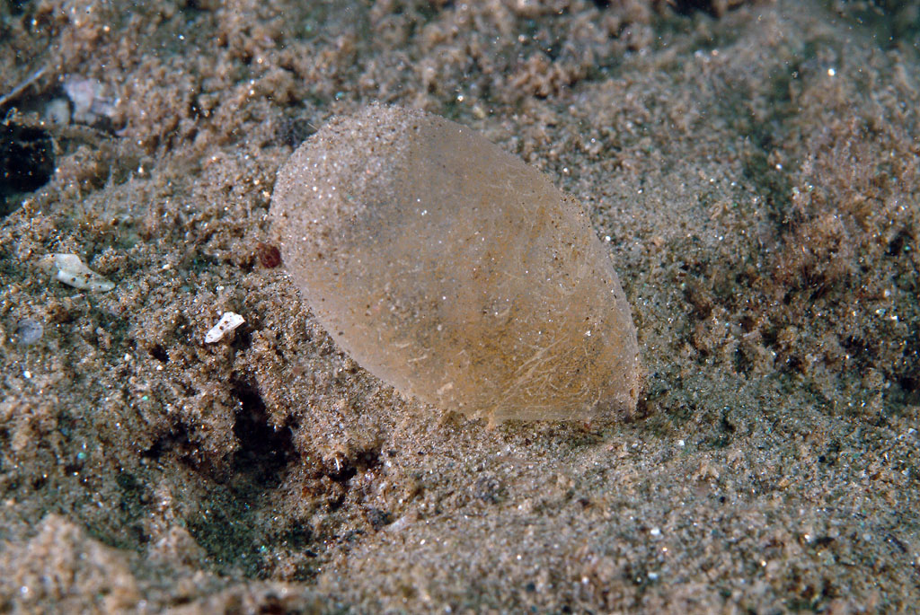 capsula ovigera